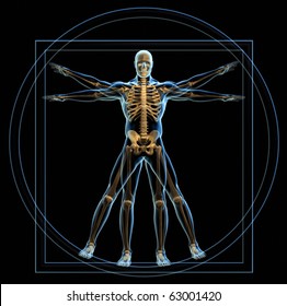 Body And Skeleton In Vitruvian Man  - 3d Render