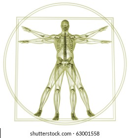 Body And Skeleton In Vitruvian Man  - 3d Render