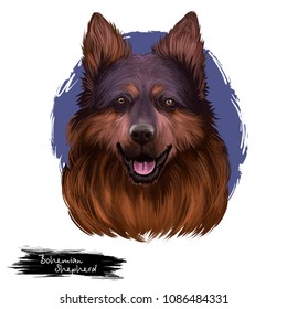 Bohemian Shepherd, Chodsky Pes, Chodenhund, Czech Sheepdog, Bohemian Herder Dog Digital Art Illustration Isolated On White Background. Czech Republic Origin Hunting Dog. Cute Pet Hand Drawn Portrait