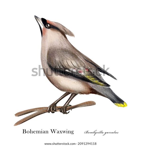 Bohemian Waxwing. Watercolor bird\
illustration isolated on white\
background.