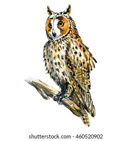 Boho, Great Horned Owl Bird On Branch Isolated, Watercolor Illustration