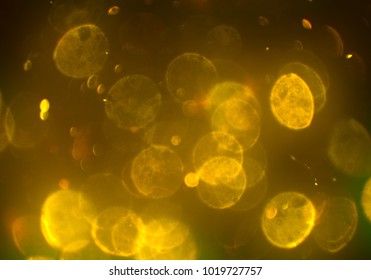 Bokeh abstract texture. Colorful. Defocused background. Blurred bright light. Circular points.