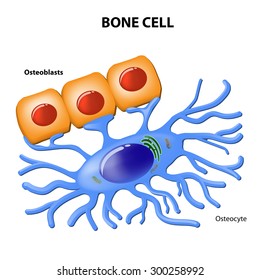 Bone Cells. Osteoblasts And Osteocyte.