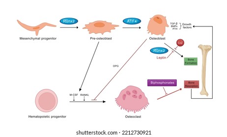 Bone Formation And Resorption, Bone Diagram