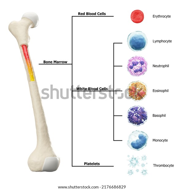 Bone marrow and blood cells formation diagram .\
Hematopoiesis . Femur bone with type of blood cell . Erythrocyte\
Lymphocyte Neutrophil Eosinophil Basophil Monocyte Thrombocyte .\
Isolated . 3D render\
.