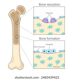 bone resorption and formation processes, highlighting osteoclast and osteoblast activity in bone tissue diagram hand drawn schematic raster illustration. Medical science educational illustration