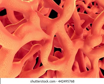 Bone Tissue - 3d Rendering