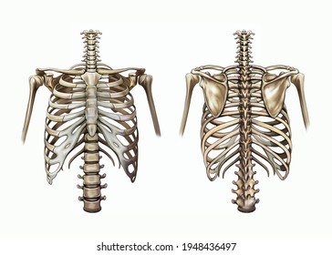 bones of the chest and shoulder girdle, human skeleton, ribs, sternum, clavicle and scapula, front and back view, isolated image on a white background