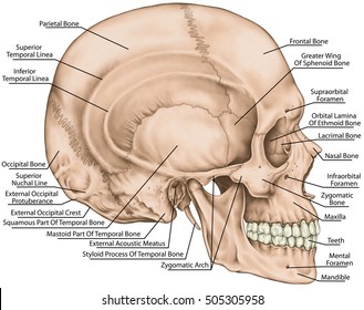 The bones of the cranium, the bones of the head, skull. The boundaries of the facial skeleton. The nasal cavity, the anterior nasal aperture, the orbit. Lateral view.
