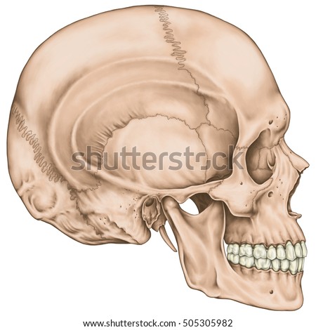 Explain The facial skeleton confirm The facial skeleton