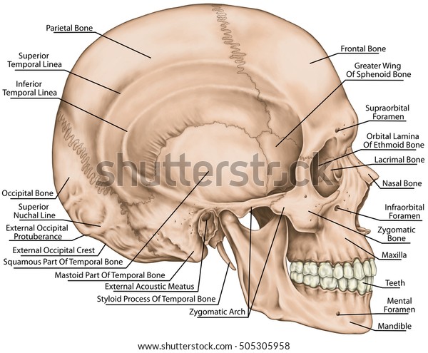Bones Cranium Bones Head Skull Boundaries Stock Illustration 505305958