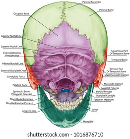 The bones of the cranium, the bones of the head, skull. The individual bones and their salient features in different colors. The names of the cranial bones. Posterior view.