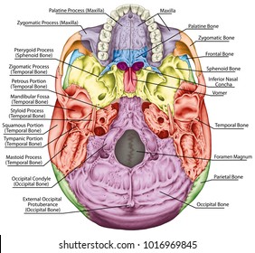 The bones of the cranium, the bones of the head, skull. The individual bones and their salient features in different colors. The names of the cranial bones. Basal aspect of the skull. Inferior view. 