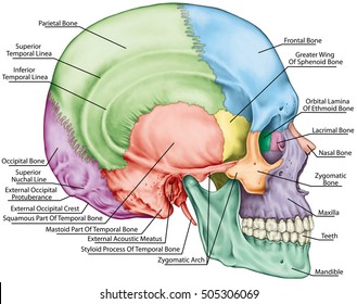 The bones of the cranium, the bones of the head, skull. The individual bones and their salient features in different colors. The names of the cranial bones. Lateral view.