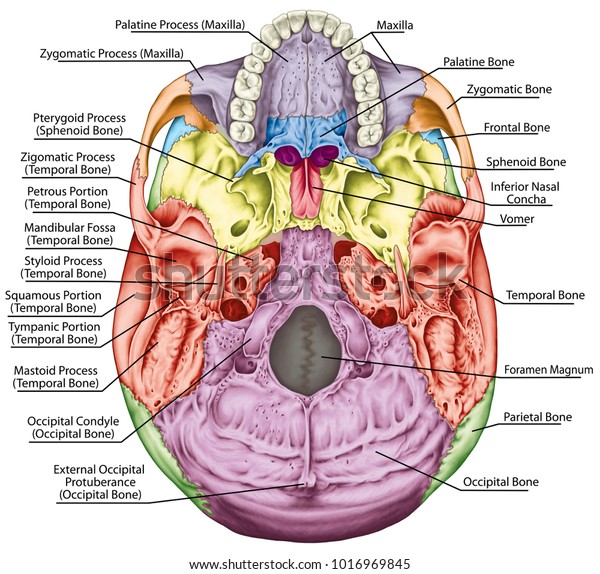 Hakuun Bones Cranium Bones Head Skull Individual Liittyva Kuvituskuva 1016969845