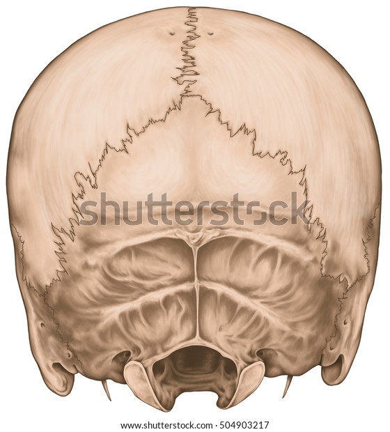 Bones Cranium Skull Anatomical Construction Bones Stock Illustration 504903217 7639