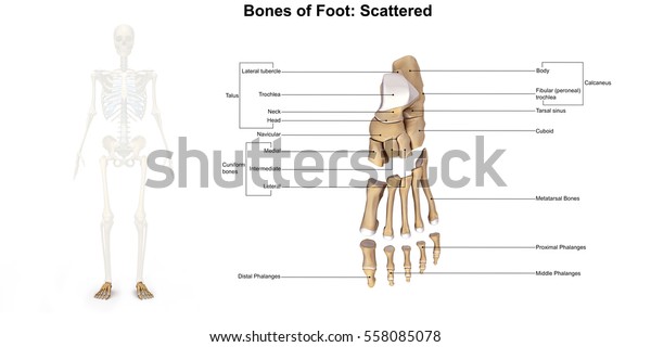 Bones Foot Dorsal View 3d Illustration Stock Illustration 558085078 ...