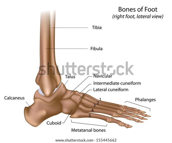 Bones Foot Labeled Stock Illustration 155445662 | Shutterstock