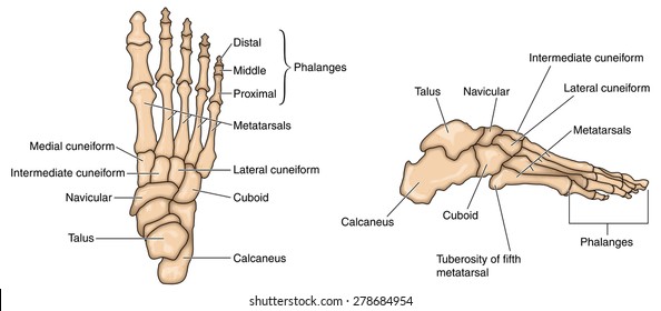 Bones of foot, tarsals, talus, calcaneus
Side the foot bones
