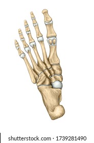 Bones of Foot medicine anatomy