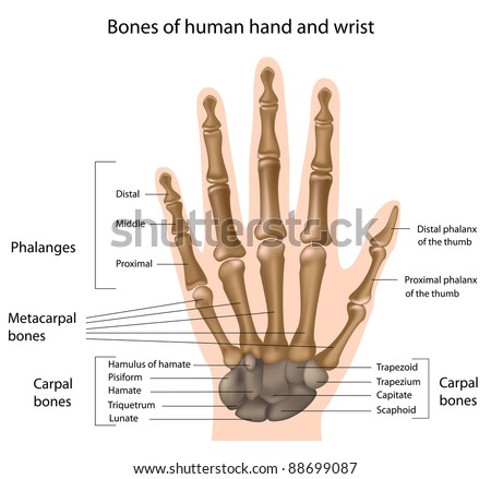 Bones Hand Stock Illustration 88699087 - Shutterstock