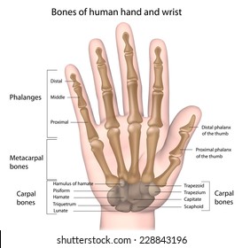 Carpal Bone High Res Stock Images Shutterstock