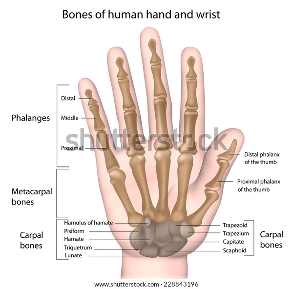 Bones of the hand\
labeled.