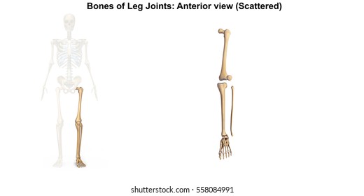 Bones Of The Left Lower Limb 3d Illustration