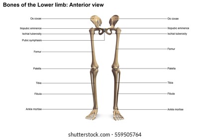 3,114 Lower Limb Bones Images, Stock Photos & Vectors | Shutterstock