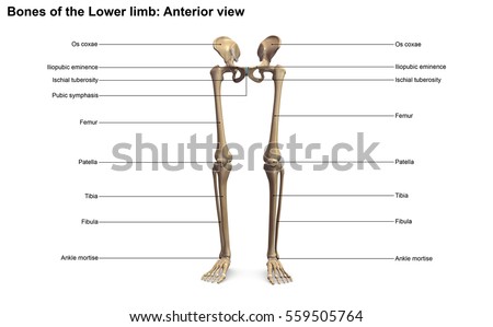 Bones Lower Limb Anterior View 3 D Stock Illustration 559505764