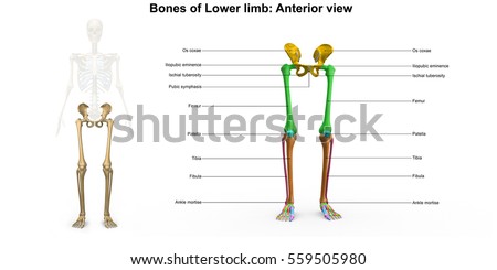 Bones Lower Limb Anterior View 3 D Stock Illustration 559505980