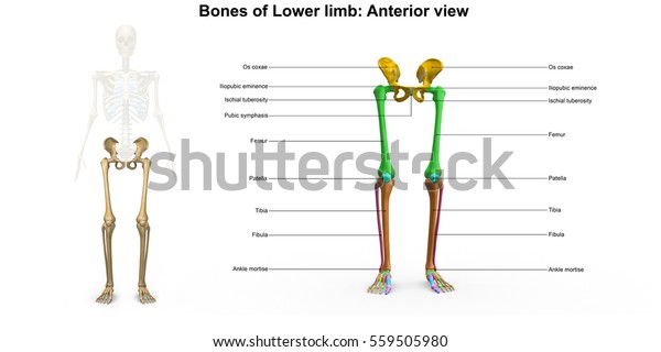 Bones Lower Limb Anterior View 3d Stock Illustration 559505980