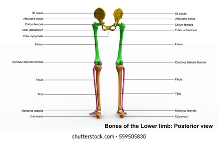 Similar Images, Stock Photos & Vectors of Bones of the lower limb