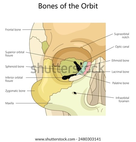 bones of the orbit, highlighting key structures such as the frontal, zygomatic, and ethmoid bones structure diagram hand drawn schematic raster illustration. Medical science educational illustration