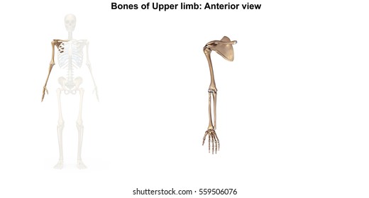 Bones Of The Upper Limb 3d Illustration