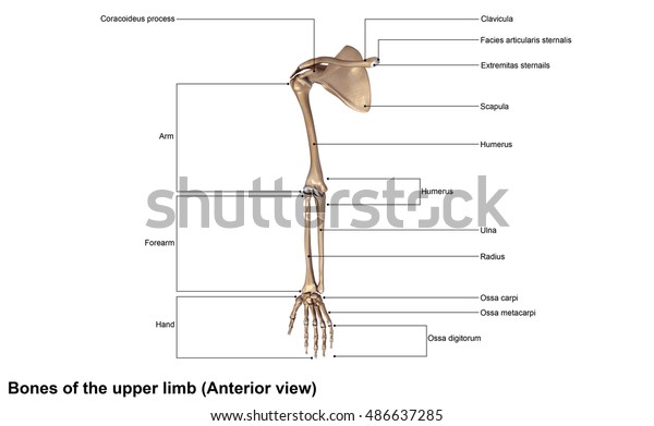 Bones Upper Limb Anterior View 3d Stock Illustration 486637285