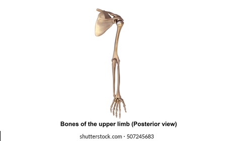 Bones of the upper limb (Posterior view) 3d illustration