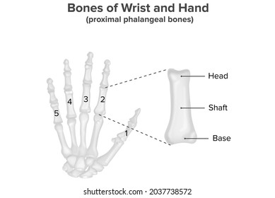 902 Atlas bone Images, Stock Photos & Vectors | Shutterstock