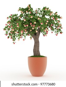 Bonsai Apple Tree Full Of  Red  Apples In Pot Isolated Over White