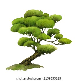Bonsai pine tree hand drawn in watercolor isolated on a white background. Watercolor illustration. Niwaki	