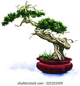 Bonsai Pine Tree Isolated