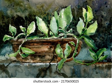 Bonsai plant in a long bowl. Ivy branch. Watercolor illustration.