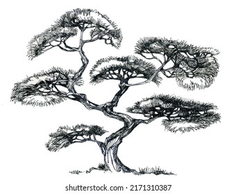 Bonsai Spruce In Oriental Style. Branchy Coniferous Tree.Ink Drawing.	