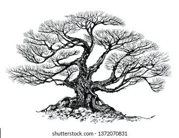 Bonsai Tree Drawing Bonsai Stock Illustration 1372070831 | Shutterstock