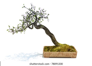 Bonsai tree isolated on a white background. 300 D.P.I