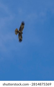  The booted eagle (Hieraaetus pennatus) is a medium-sized mostly migratory bird of prey