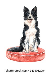 Border collie of a dog. Watercolor hand drawn illustration. Watercolor border collie sitting on circle pillow layer path, clipping path isolated on white background.