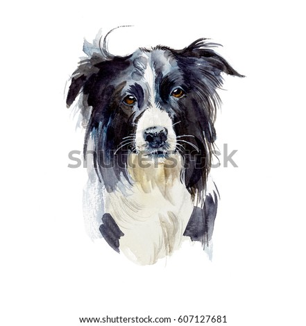 Border Collie. Portrait dog. Watercolor hand drawn illustration.