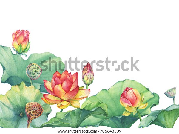 境目 ピンクの神聖なハスの花と葉 種子の頭 つぼみ ユリ 白い背景に水彩手描きのイラスト のイラスト素材