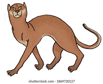 Bornean Bay Cat Wild Cat Big Cat Illustration